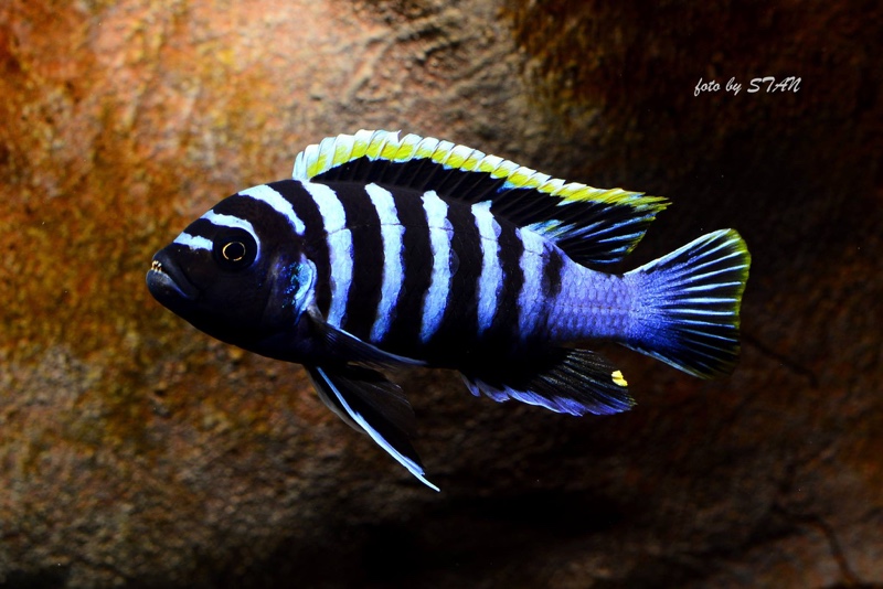 Cynotilapia zebroides 'Likoma Island'